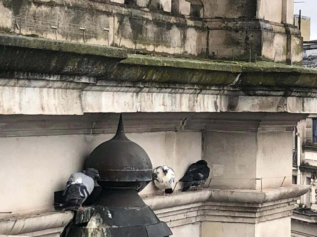 Pigeons perched on a historic stone building facade covered in moss, algae, and pollution stains, highlighting the need for professional stone cleaning services.