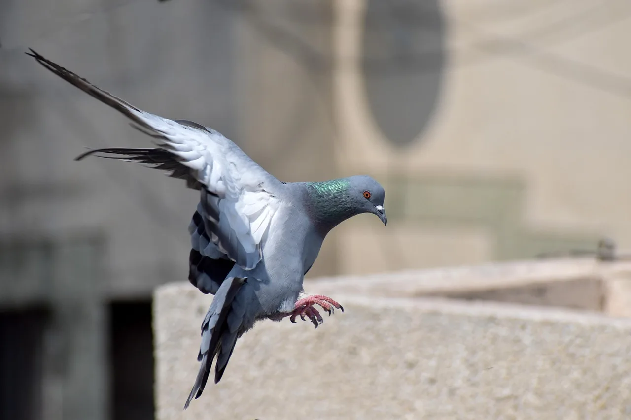 Audio and visual bird deterrent solutions – motion-activated ultrasonic systems to repel birds safely